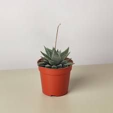 Image result for Haworthia limifolia
