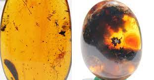 Burmite Amber Rare Amber Amber Jewelry Amber Rare Antique