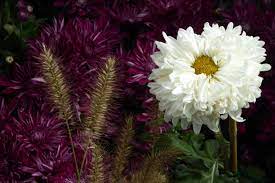 Chrysanthemums Sometimes Called Mums Or Chrysanths Are Flowering Plants Of The Genus Chrysanthemum In The Family Chrysanthemum Tea Italy Wine Planting Flowers