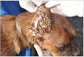 Although the condition may have a. Scientific Study Proves Dogs Can Contract Morgellons