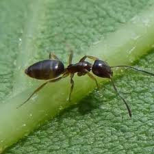 Image result for Antherotoma tenuis