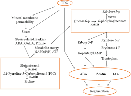 Image result for Schizozygia coffaeoides