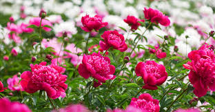 Check spelling or type a new query. 33 Different Types Of Peonies And Peony Classifications Plantsnap