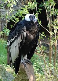 Dec 07, 2018 · 9 largest flying birds in the world wandering albatross. Andean Condor Wikipedia