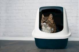 Are you looking for a a reliable dog proof litter box for your cat? Dog Proof Litter Boxes 7 To Keep Canines Out Great Pet Care