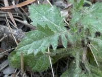 Image result for Pseudoconyza