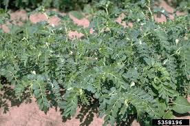 Image result for Cicer arietinum