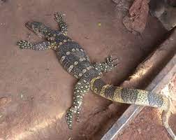 They have also been introduced to the. Nigerian Man Shows Giant Monitor Lizard His Cousin Killed In His Farm Readies For Pepper Soup Photos