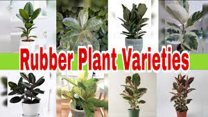 Therefore, my attempt is to provide a clear view about the. Indoorplant Rubber Plant Varieties Ficus Elastica Varieties 8 Types Of Rubber Plant Youtube