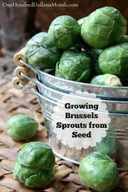 Dig For Your Dinner Growing Brussels Sprouts From Seed Brussel Sprouts Sprouts Growing Vegetables