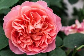 We did not find results for: 40 Types Of Roses David Austin S Famous English Roses Hgtv