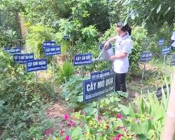 Hình ảnh về Vườn trồng dược liệu y học cổ truyền