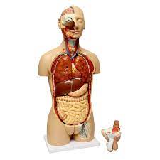 Learn vocabulary, terms, and more with flashcards, games, and other study tools. Monmed Human Torso Model Life Size Human Body Model Anatomy Doll With Removable Organs 3d Human Organ Model Amazon Sg Home Improvement