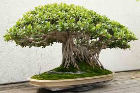 Image result for Ficus chirindensis