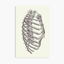 The top edge of the manubrium has a depression called the suprasternal or jugular notch. Rib Cage Diagram Vintage Anatomy Print 2 Photographic Print By Vaposters Redbubble