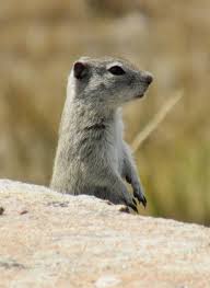 The range of the oregon ground squirrel, citellus oregonus (merriam), extends over almost fifty thousand square miles in eastern oregon, northeastern california and northwestern nevada. Belding S Ground Squirrels