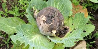 Image result for Botrytis cinerea