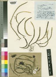 Image result for Huernia occulta