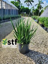 Image result for Euphorbia dawei