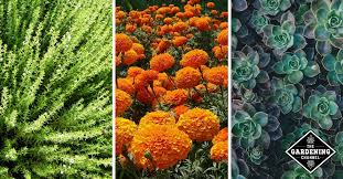 Will you need to carry water to demanding plants in a remote corner of your yard? How To Grow A No Water Or Low Water Garden Gardening Channel