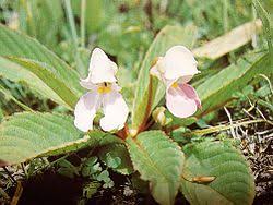 Image result for Impatiens zombensis
