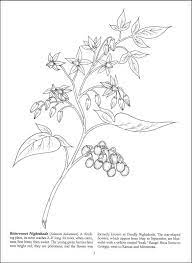 Narcissus Flower Coloring Page Stamp Google Search Horse Coloring Books Flower Coloring Pages Floral Embroidery Patterns