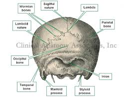 Lambdoid suture the line of union between the upper borders of the occipital and parietal bones, shaped like the greek letter lambda. Lambda