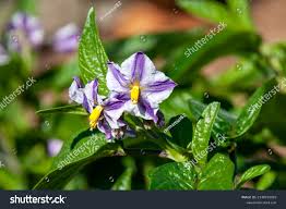 Image result for Solanum muricatum