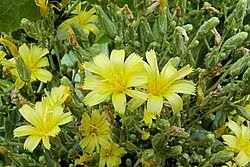 Image result for Lactuca lasiorhiza