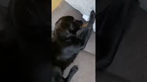 Our doxies fill our lives and our living room with lot… Lab Puppies For Sale In Michigan Under 500 07 2021