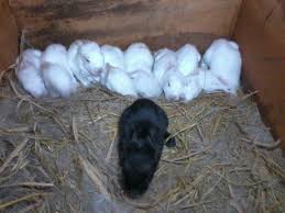 Pembuatan kotak sarang dari kardussekarang kita membuat kotak sarang dari bahan kardus, untuk penangkaran burung berukuran besar seperti merpati / burung. Dark Rabbit Farm Grenjeng Kenteng Nogosari Boyolali 2021
