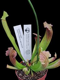 Image result for Heinsenia