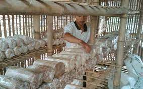 Peluang usaha sosis jamur tiram 1. Metode Budidaya Jamur Tiram Di Rumah Untuk Pemula Sumber Plastik