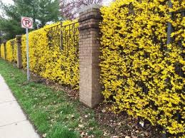 Schnellwachsende Hecke Als Sichtschutz Welche Arten Mit Bildern Hecke Bluhende Hecke Garten Anlegen