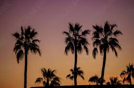 With the right care practices, you can get landscaped palm trees in arizona to grow and even thrive. Morgenrote Der Palmen Phonix Arizona Vereinigte Staaten Foto Vorratig Crushpixel