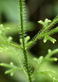 Image result for Lycopodiella cernua