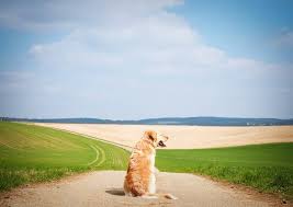 Golden Retriever Rescues In Ohio Adopt A Golden Retriever Near You Golden Hearts