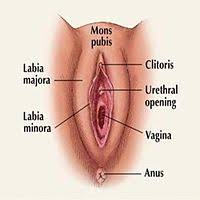 Start studying female private parts anatomy. Vaginectomy Wikipedia