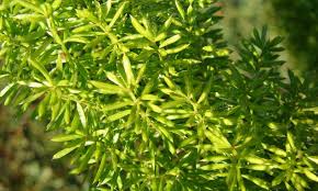 Foxtail fern plants thrive when provided dappled sunlight. I6x0woydxdlfmm