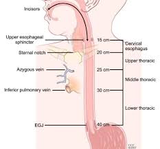 Image result for esophagus