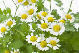 Feverfew British Herbal Medicine Association