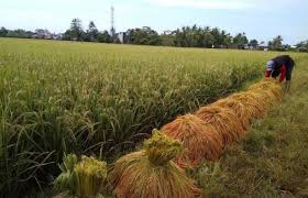 Daftar lowongan kerja terbaru memang saat ini banyak diminati oleh semua elemen masyarakat yang sedang mencari pekerjaan mulai dari yang. Lumbung Padi 2 Jawa Timur Pemkab Ngawi Kestabilan Harga Gabah