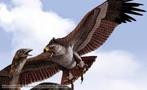 Burung hantu merupakan salah satu satwa yang populer sejak lama dan satwa ini selalu dikaitkan dengan berbagai mitos dan dunia magis. 6000 Gambar Burung Elang Paling Indah Hd Gratis Infobaru