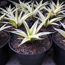 Image result for Scleria gracillima