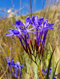 Image result for Neorautanenia ficifolia