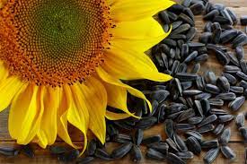 Keep them in a single layer as much as possible and dry them at 115 degrees (f) until they are thoroughly dry and crisp. Drying Sunflower Seeds From Harvest To Storage Dryingallfoods