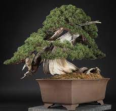 If you are looking for something. Bonsai Prices Bonsai Empire