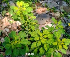 Image result for Acalypha indica