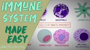 We did not find results for: Immune System Made Easy Immunology Innate And Adaptive Immunity Simple Animation Youtube