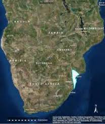 Image result for Pavetta vanwykiana